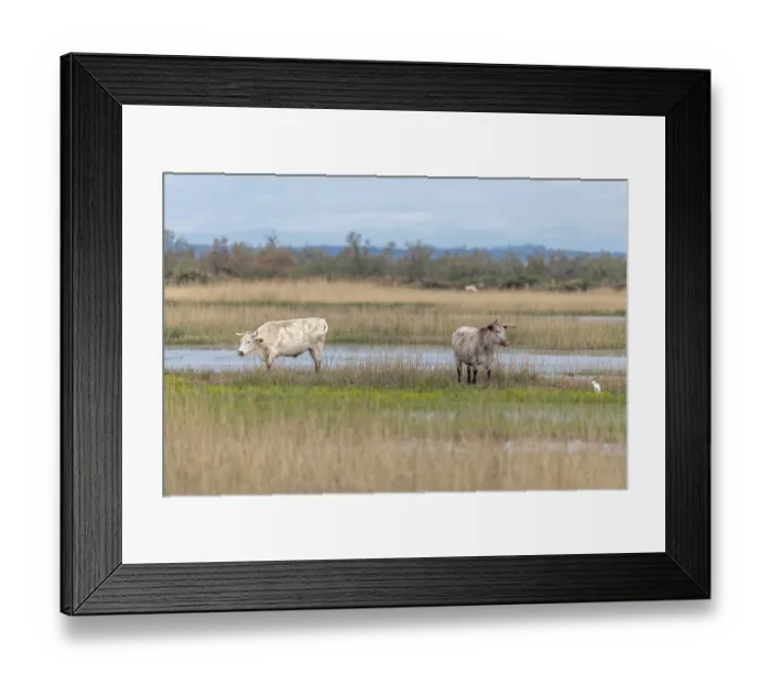 Framed Print : Cows grazing in a swamp in the Rhone delta