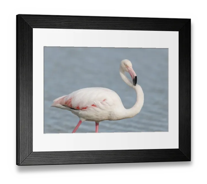 Framed Print : Greater Flamingos (Phoenicopterus roseus) in a swamp in spring