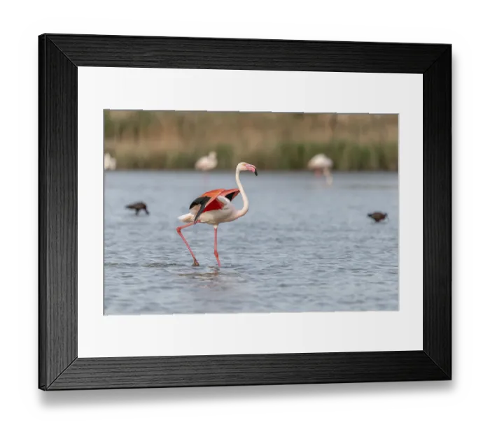 Framed Print : Greater Flamingos (Phoenicopterus roseus) landing in a Camargue pond in spring