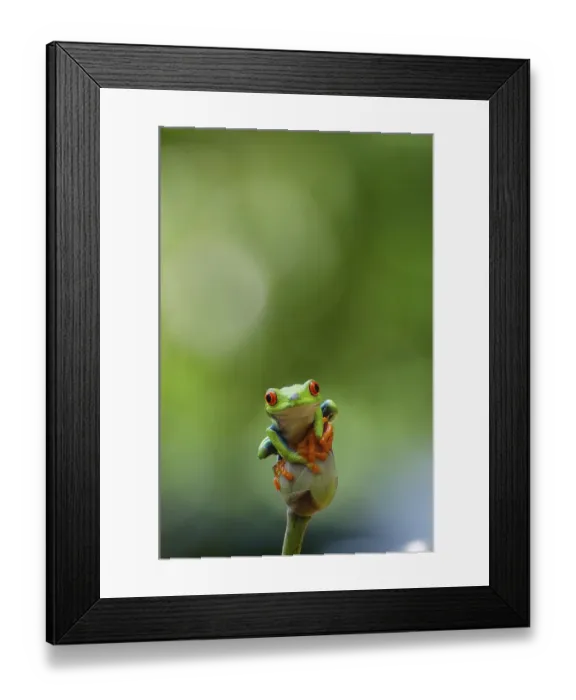 Framed Print : Red eyed green tree frog Framed Print : Red eyed green tree frog