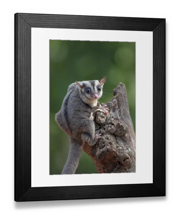 Framed Print : Sugar glider (Petaurus breviceps) on tree branch