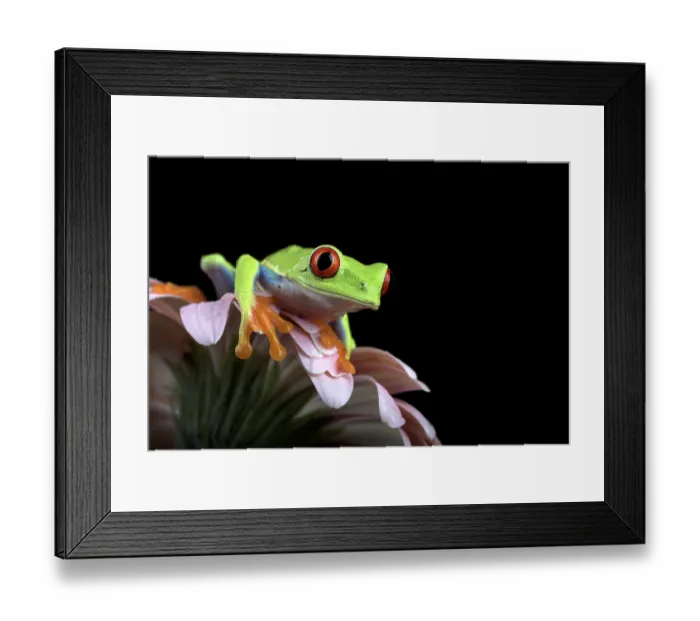 Framed Print : Red eyed tree frog in black background