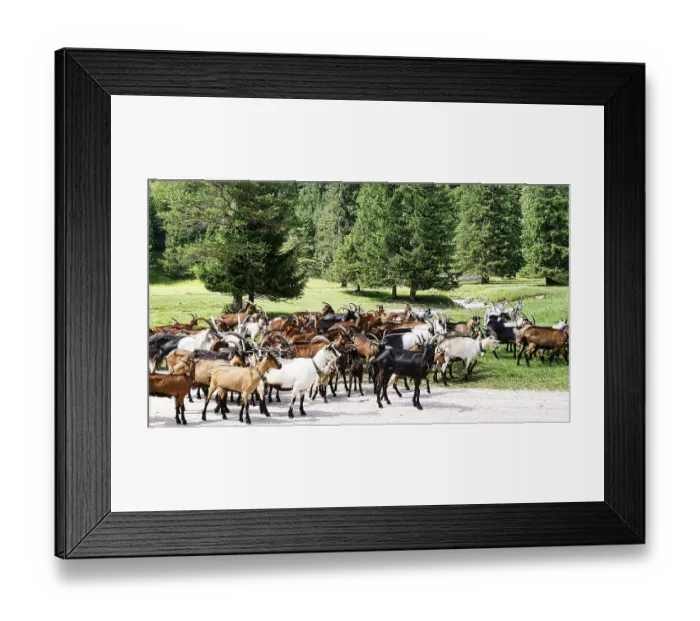 Framed Print : Herd of goats at the Lautersee