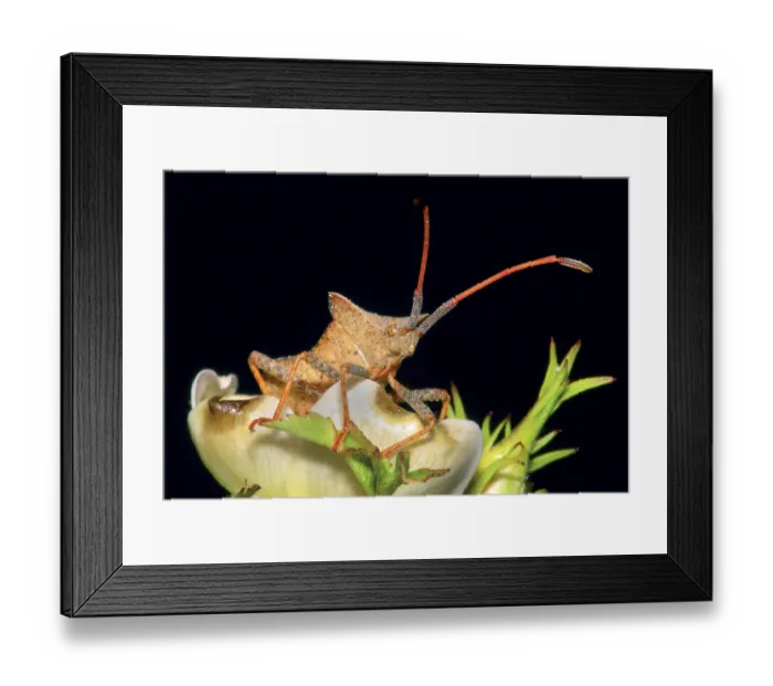 Framed Print : Bug, Hemiptera, Sierra de Guadarrama National Park