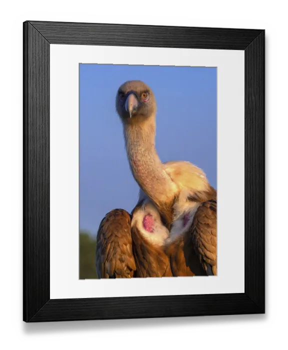 Framed Print : Eurasian Griffon Vulture, Gyps fulvus