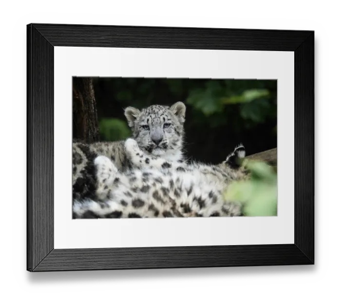 Framed Print : Snow leopard cub (Panthera uncia) Framed Print : Snow leopard cub (Panthera uncia)