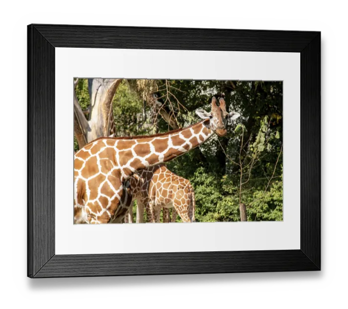 Framed Print : Beautiful elegant giraffes in the Zoo Hellabrunn in Munich Framed Print : Beautiful elegant giraffes in the Zoo Hellabrunn in Munich