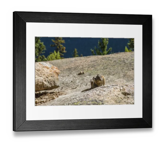 Framed Print : A little chipmunk posing nosy in the Rocky Mountains National Park