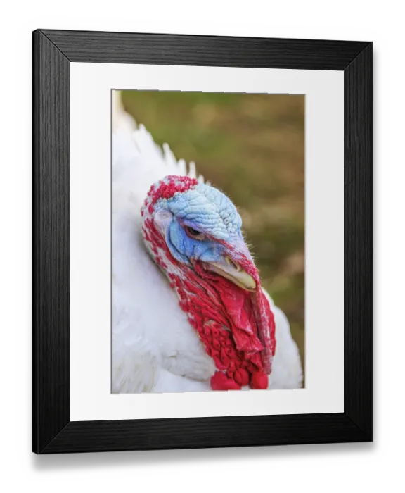 Framed Print : Turkeys from a free-range farm in Hesse