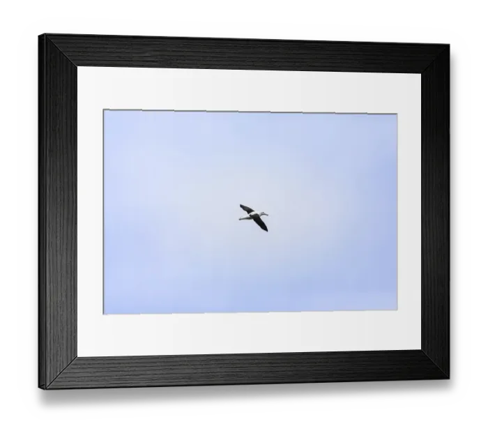 Framed Print : An image of an Albatross bird in the sky at Taiaroa Head New Zealand