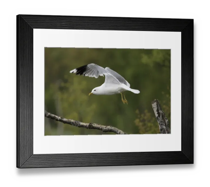 Framed Print : Mew Gull, Larus canus, Common Gull Framed Print : Mew Gull, Larus canus, Common Gull