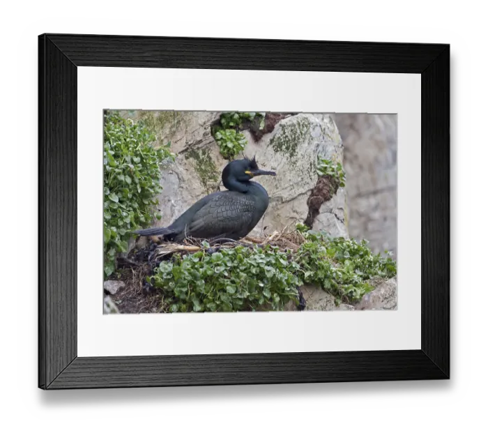 Framed Print : Breeding Cormorant, Phalacrocorax aristotelis