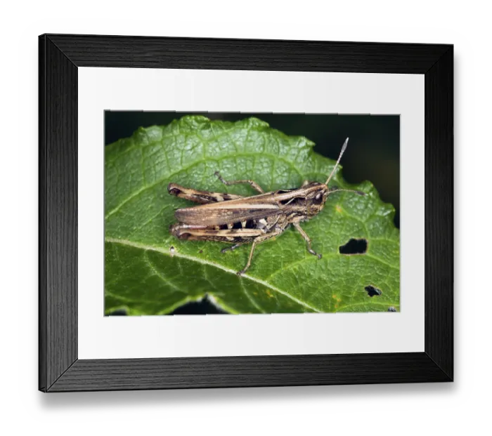 Framed Print : Gomphocerus rufus, Rufous grasshopper Framed Print : Gomphocerus rufus, Rufous grasshopper