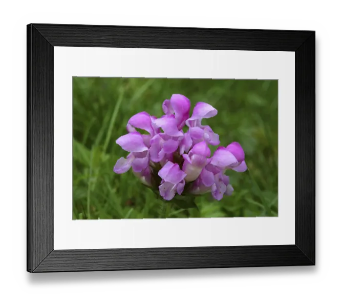 Framed Print : Large Self-heal, Prunella grandiflora