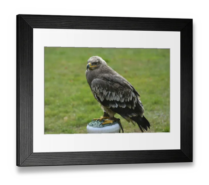 Framed Print : Steppe eagle Alina at Falkenhof Potsdam Framed Print : Steppe eagle Alina at Falkenhof Potsdam