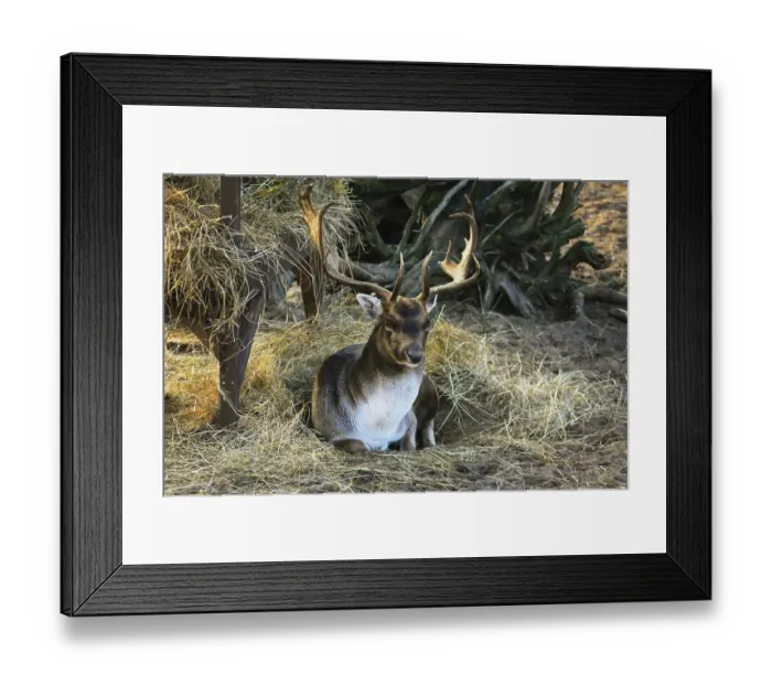 Framed Print : Portrait Of Deer Lying On The Ground