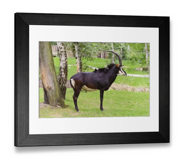 Framed Print : Sable Antelope Is Standing On The Green Grass Praha
