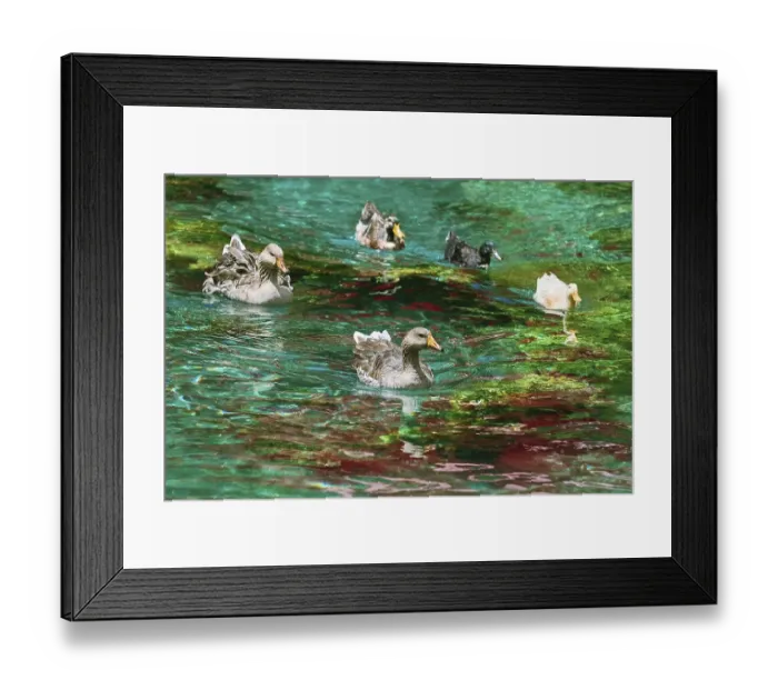 Framed Print : Ducks (Anas Platyrhynchos) Swimming Down the River