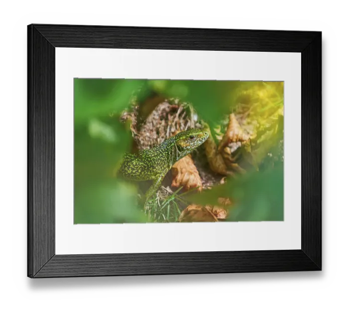 Framed Print : European Green Lizard (Lacerta Viridis) among Leaves Struilitsa