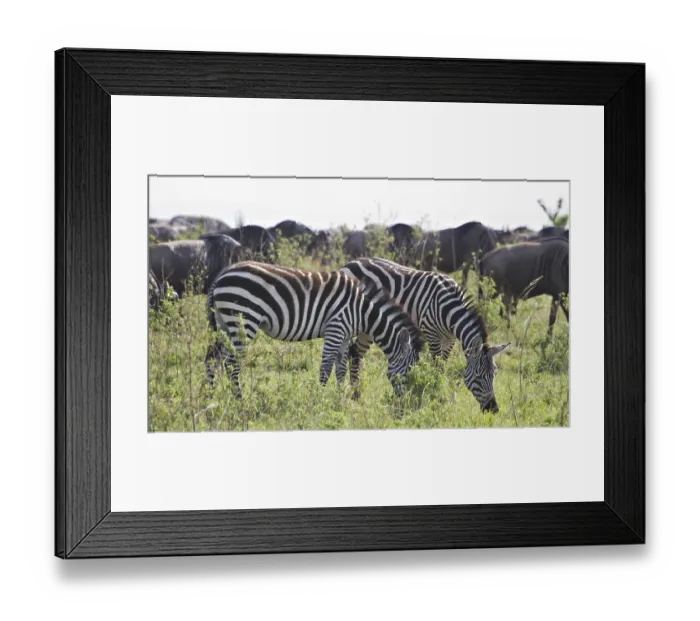 Framed Print : Herds of zebra and wildebeest in the Masai Mara