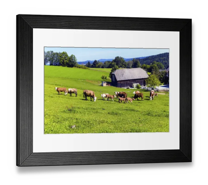 Framed Print : Lots of happy cows with their calves on a farmer's pasture