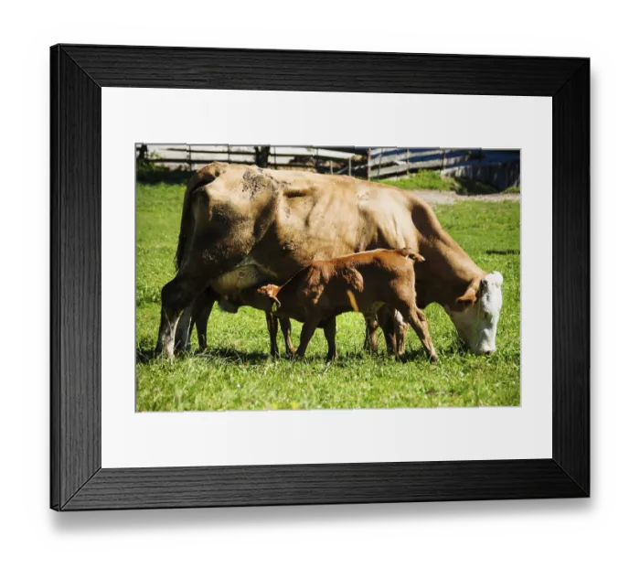 Framed Print : Dairy cows on summer pasture, symbolic photo for milk production and organic farming Austria