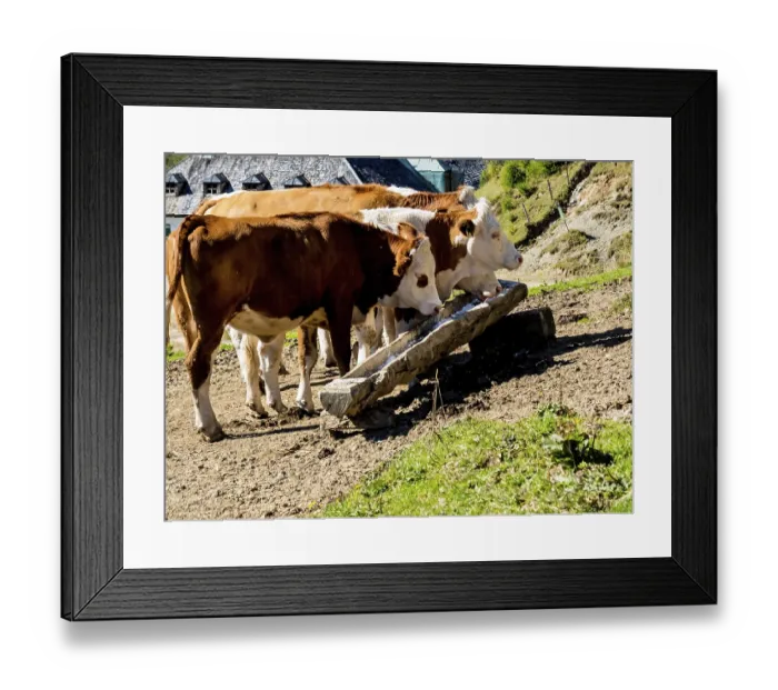 Framed Print : Cows grazing on an alpine pasture in Austria
