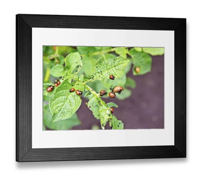 Framed Print : Orange larvae of Colorado potato beetle on potato leaves green Framed Print : Orange larvae of Colorado potato beetle on potato leaves green
