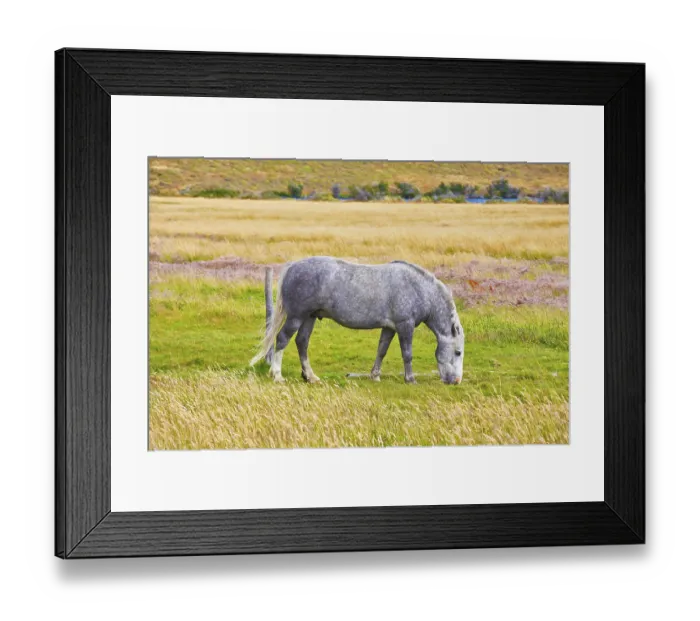 Framed Print : Gray white dappled horse grazing on a grassy meadow