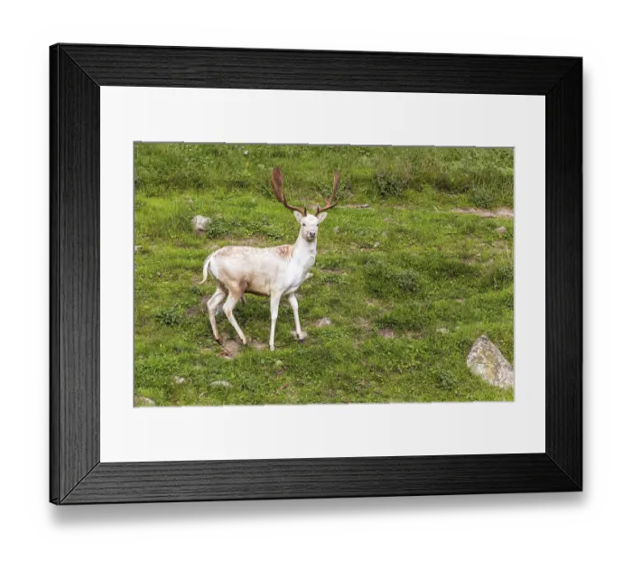 Framed Print : Magnificent spotted deer with huge beautiful horns poses for the photographer Framed Print : Magnificent spotted deer with huge beautiful horns poses for the photographer