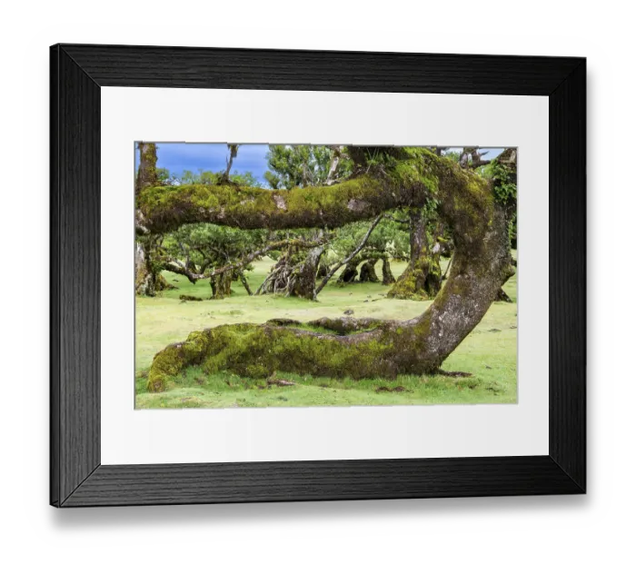 Framed Print : Moss and plant covered ancient laurel trees Framed Print : Moss and plant covered ancient laurel trees
