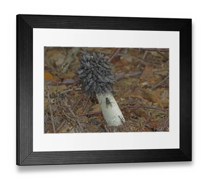 Framed Print : Common stinkhorn, (Phallus impudicus) Framed Print : Common stinkhorn, (Phallus impudicus)
