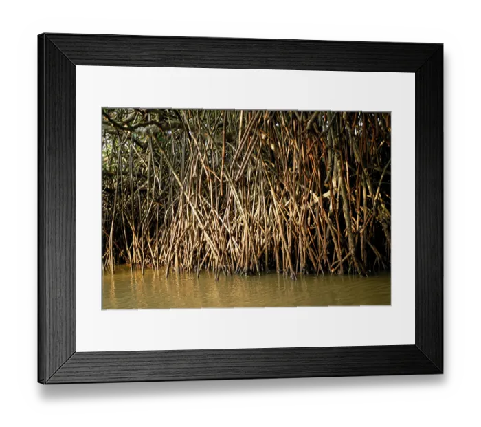 Framed Print : Pichavaram mangrove alayathi kadugal forest near Chidambaram