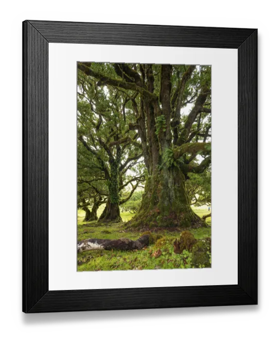 Framed Print : Large, majestic laurel tree with moss and ferns on its twisted branches