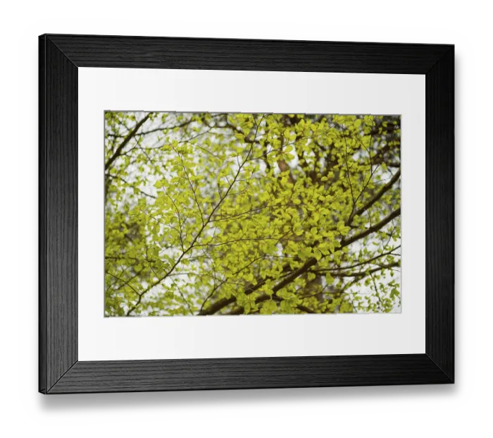 Framed Print : Young leaves in the spring forest from Beech Framed Print : Young leaves in the spring forest from Beech