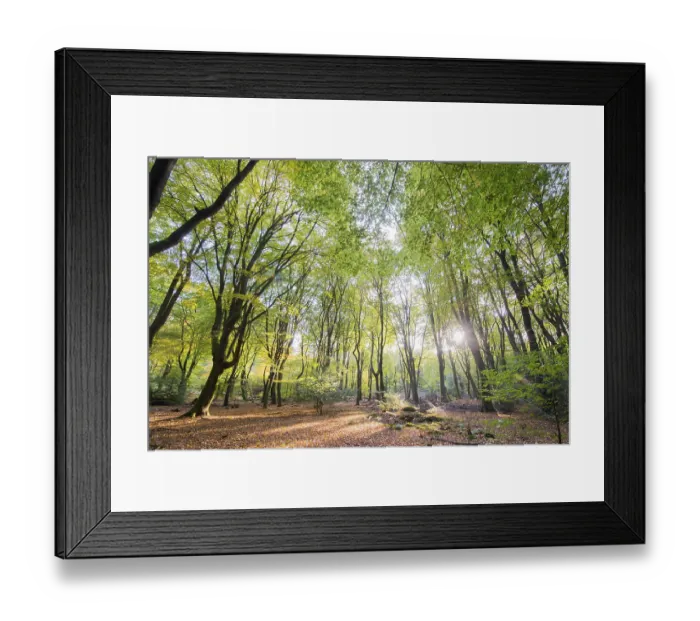 Framed Print : Landscape forest with leaf trees and many foliage