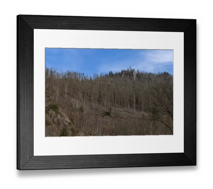 Framed Print : Partially dead trees, spruces, on the Huthberg in the Harz Mountains