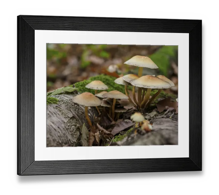 Framed Print : Several mushrooms growing on a mossy tree trunk