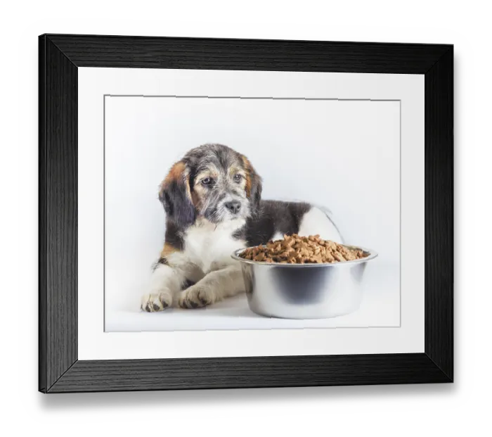 Framed Print : Shaggy puppy mongrel with a metal bowl of dry food
