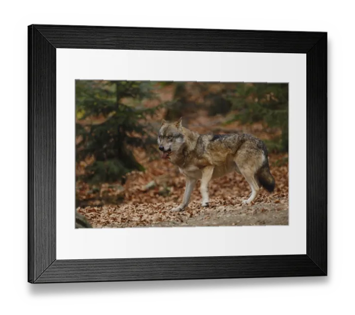 Framed Print : Wolf (Canis lupus)
