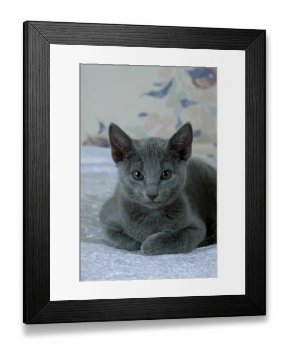 Framed Print : Russian blue cat, kitten