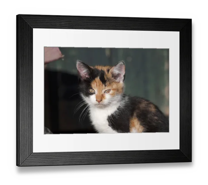 Framed Print : Baby cat, cute kitten