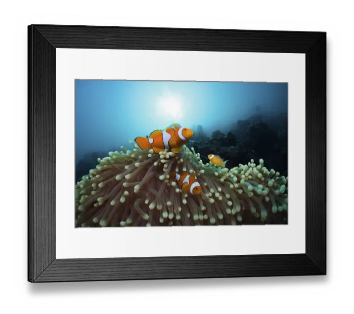 Framed Print : Orange skunk clownfish, Amphiprion ocellaris Framed Print : Orange skunk clownfish, Amphiprion ocellaris