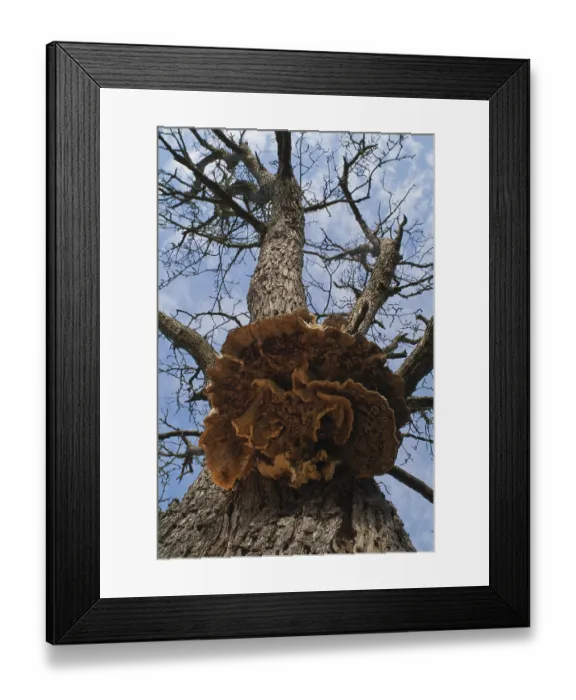 Framed Print : Sulphur spore (Laetiporus sulphureus) Framed Print : Sulphur spore (Laetiporus sulphureus)