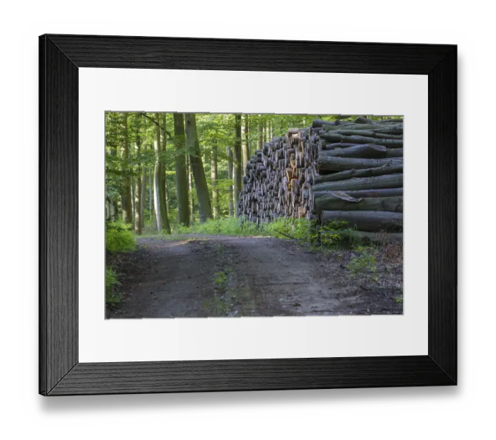 Framed Print : Beech trees (Fagus) Framed Print : Beech trees (Fagus)
