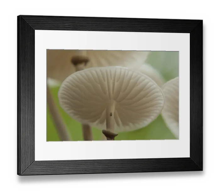 Framed Print : Beech or ringed slime mould (Oudemansiella mucida) Framed Print : Beech or ringed slime mould (Oudemansiella mucida)