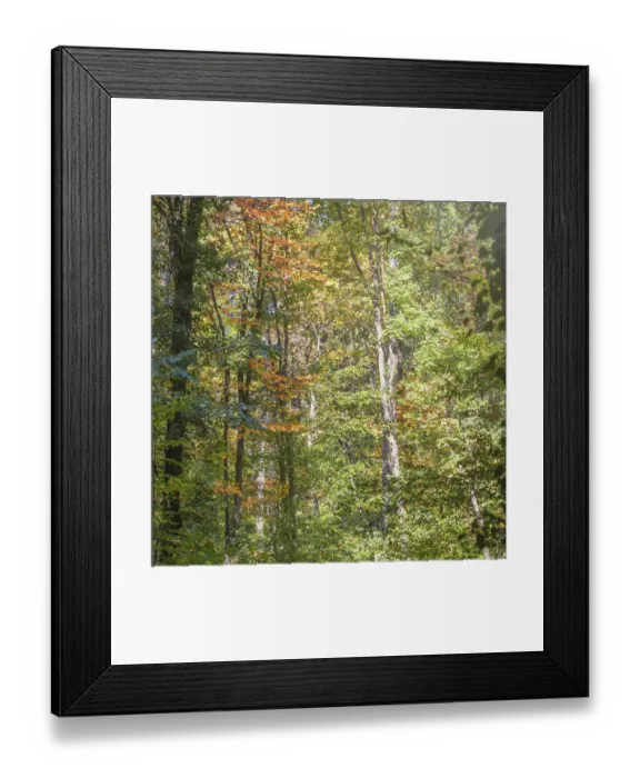 Framed Print : Autumn Forest Colorful Trees and Leafs