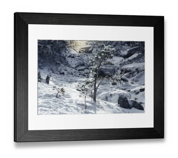 Framed Print : Pine trees forest in snow. Winter snow sunshine background Framed Print : Pine trees forest in snow. Winter snow sunshine background