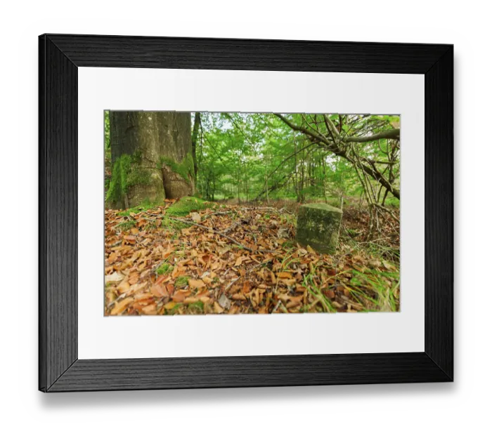 Framed Print : Ground-level view of an autumnal deciduous forest with a mossy boundary stone in the foreground Framed Print : Ground-level view of an autumnal deciduous forest with a mossy boundary stone in the foreground