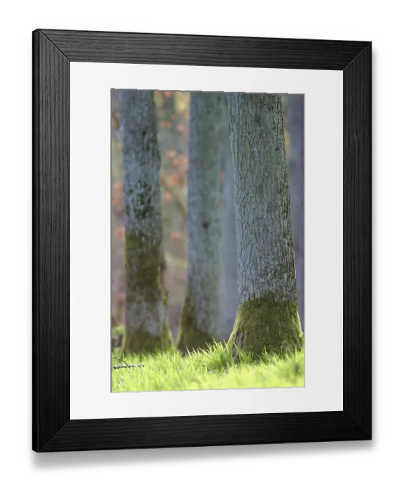 Framed Print : Trunks in the spring forest